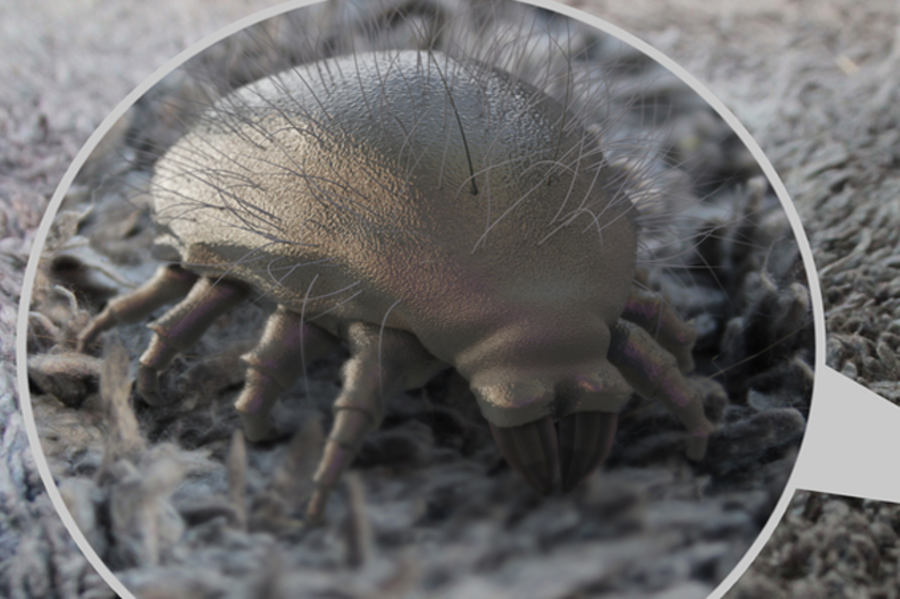 谭敦慈教你4招消灭蟎虫大军|每日健康 health